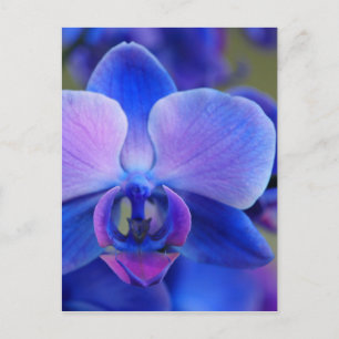 Blue and Pink Orchid Postkarte