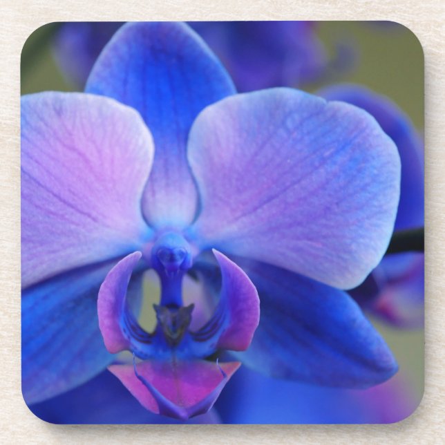 Blue and Pink Orchid Untersetzer (Vorderseite)
