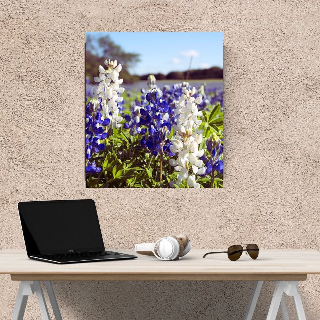 Blue and White Bluebonnets Landsatin Finish Fotodruck (Von Creator hochgeladen)