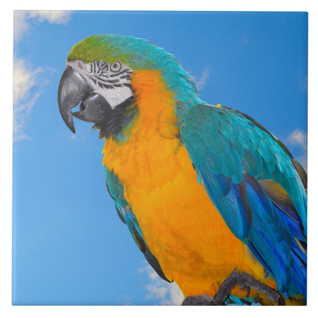 Blue and yellow macaw fliese (Vorderseite)
