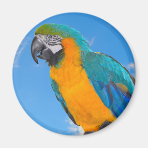 Blue and yellow macaw magnet