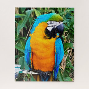 Blue and Yellow Macaw Parrot Puzzle