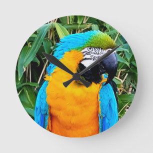 Blue and Yellow Macaw Parrot Runde Wanduhr