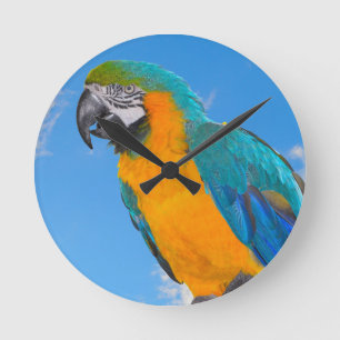 Blue and yellow macaw runde wanduhr