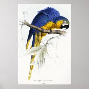 Blue and Yellow Maccaw Poster