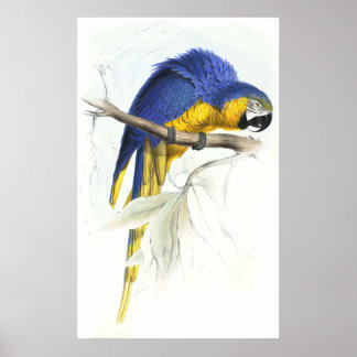 Blue and Yellow Maccaw von Edward Lear Poster