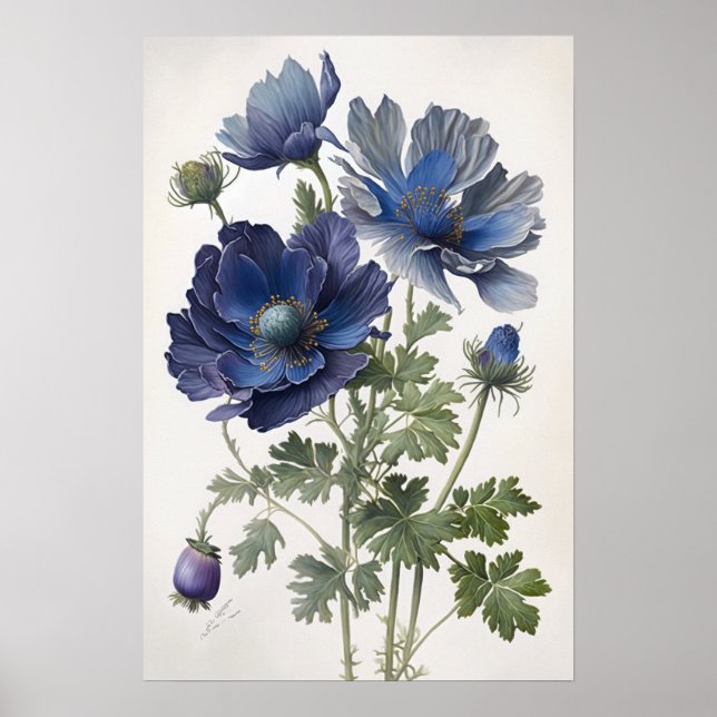 Blue Anemone Blume Art Print Poster (Vorne)