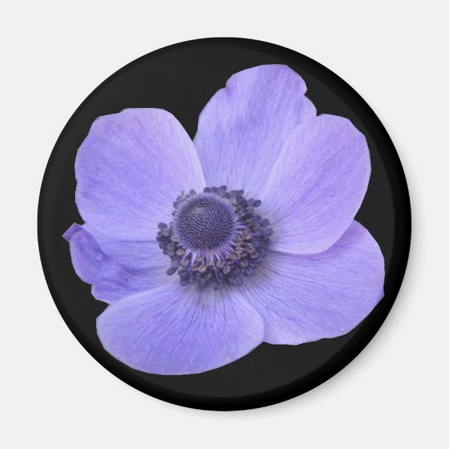 Blue Anemone Blume Magnet (Vorne)