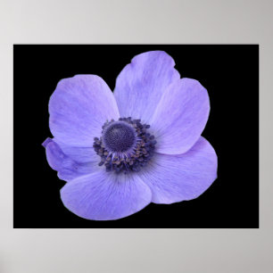 Blue Anemone Poster