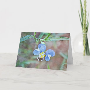 Blue Asiatic Dayflower Wild Blume Makro Karte