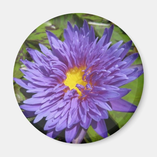Blue Aster Magnet (Vorne)