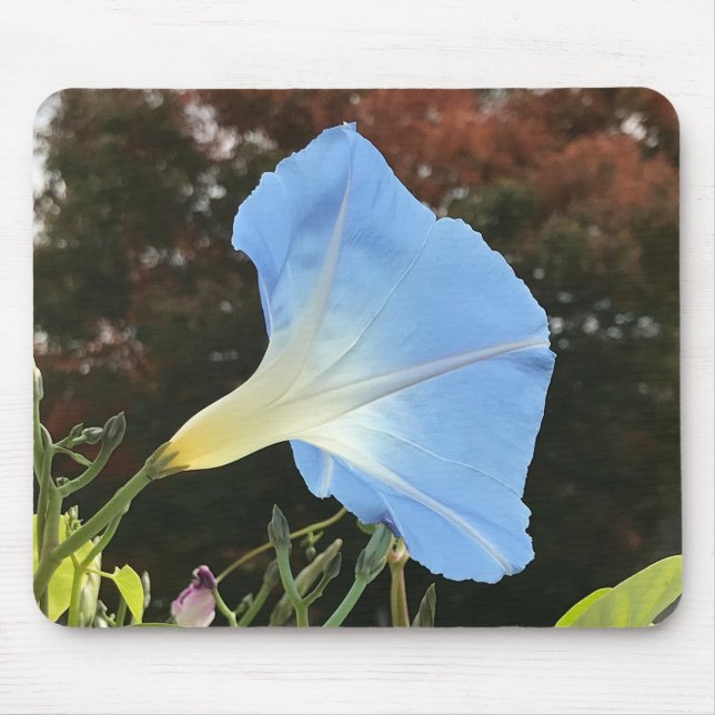 Blue Autumn Morning Glory Close-up  Mousepad (Vorne)