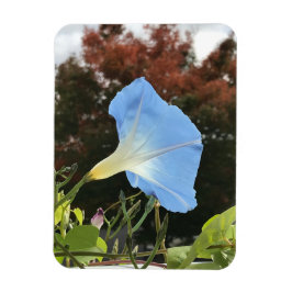 Blue Autumn Morning Glory  Magnet