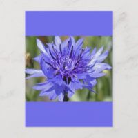 Blue Bachelor Button-Blume