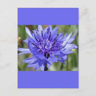 Blue Bachelor Button-Blume Postkarte