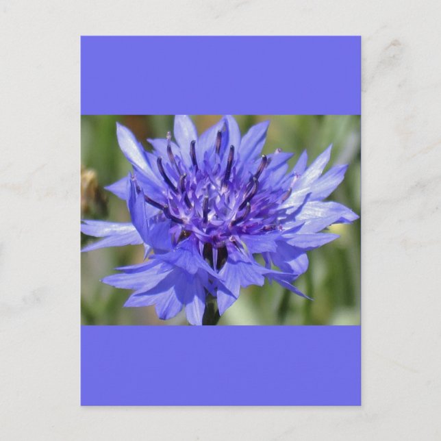Blue Bachelor Button-Blume Postkarte (Vorderseite)