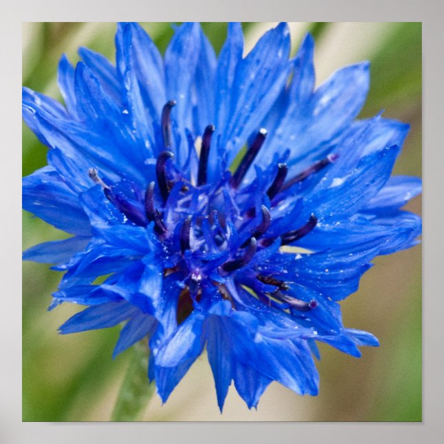 Blue Bachelor Button Poster (Vorne)