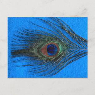 Blue Background Peacock Feather Postkarte