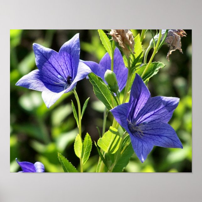 Blue Balloon Blume in Sunlight Poster (Vorne)