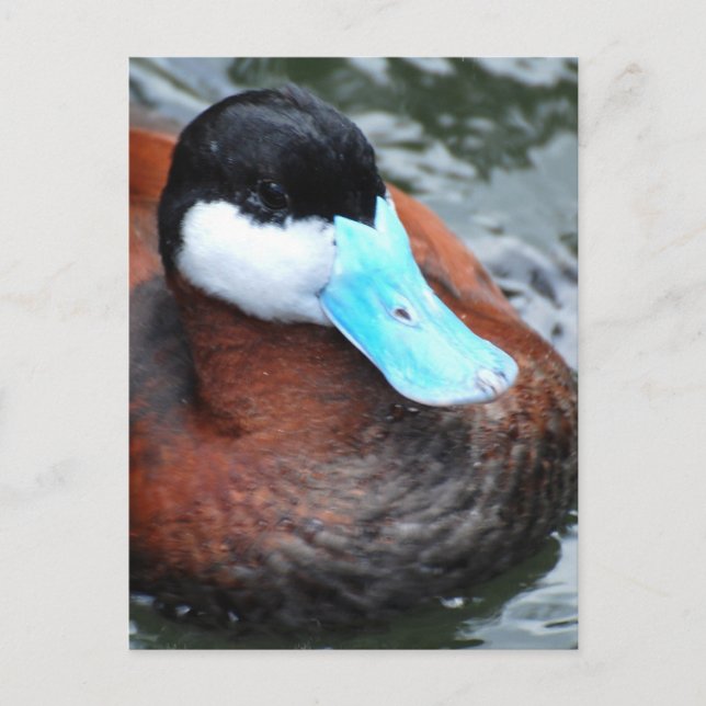 Blue Billed Duck Postcards Postkarte (Vorderseite)