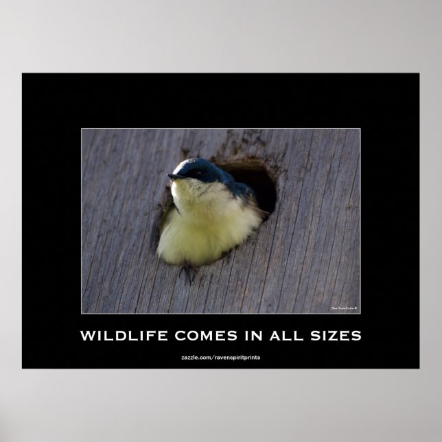 Blue Bird Avial Wildlife Foto Poster (Vorne)