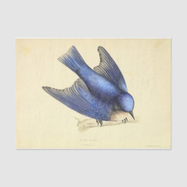 Blue Bird Ephemera Decoupage Seidenpapier (Vorderseite)