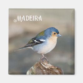 Blue bird Madeira Chaffinch (Fringilla maderensis) Magnet