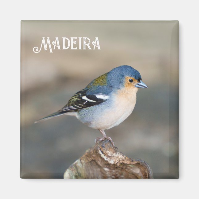 Blue bird Madeira Chaffinch (Fringilla maderensis) Magnet (Vorne)