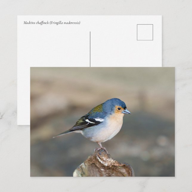 Blue bird Madeira Chaffinch (Fringilla maderensis) Postkarte (Vorne/Hinten)