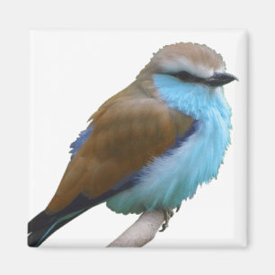 BLUE BIRD MAGNET