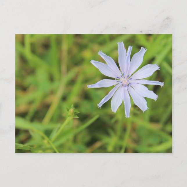 Blue Blume #3 Postkarte (Vorderseite)