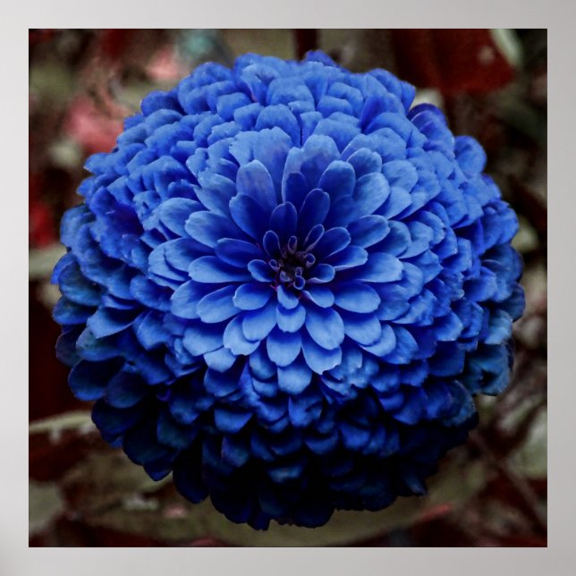 Blue Blume Nah Up Foto Poster (Vorne)