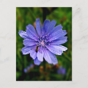 Blue Blume Postkarte