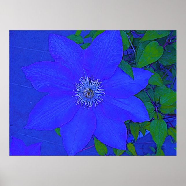 Blue Blume Urchin Print Poster (Vorne)
