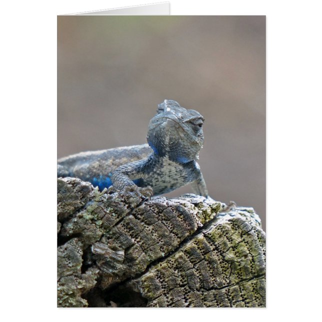 Blue Bly Alligator Lizard (Vorne)