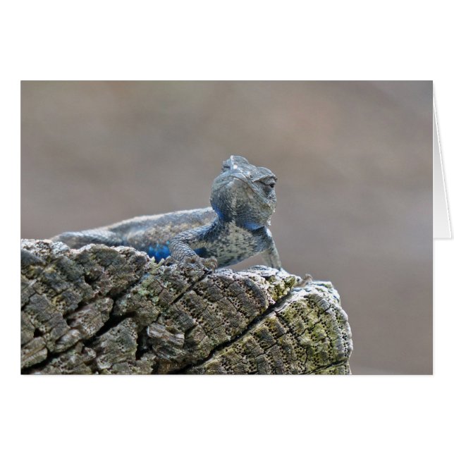 Blue Bly Alligator Lizard (Vorderseite (Horizontal))