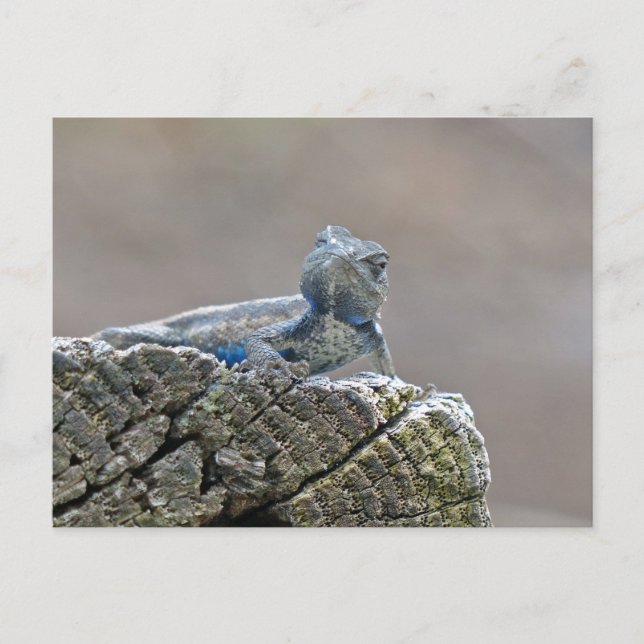 Blue Bly Alligator Lizard Postkarte (Vorderseite)