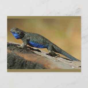 Blue Bly Scale Lizard Postkarte