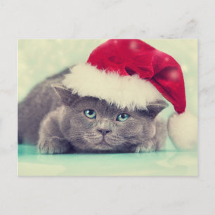 Blue British Cat Purr Fect Holiday Season Feiertagspostkarte