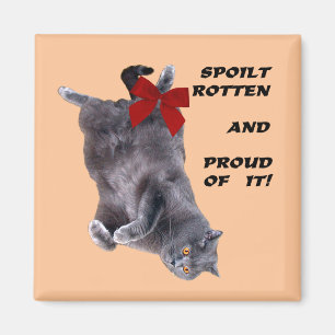 Blue British Shorthair Cat Kühlschrankmagnet Magnet