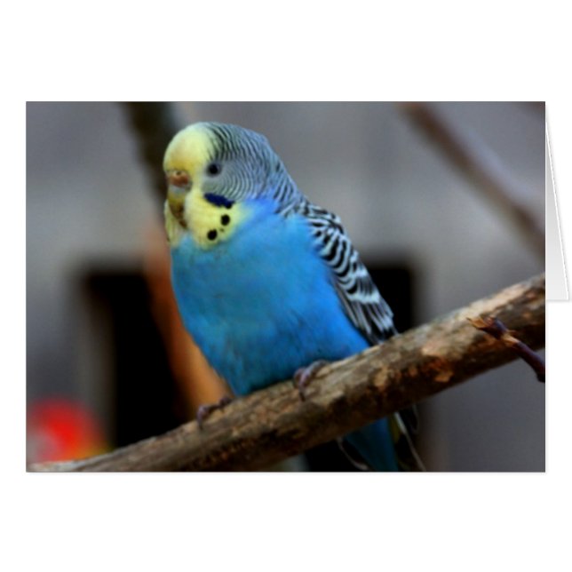 Blue Budgie (Vorderseite (Horizontal))