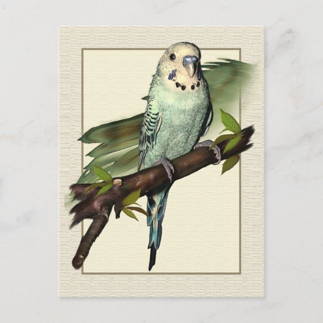 Blue Budgie Art Postcard Postkarte (Vorderseite)
