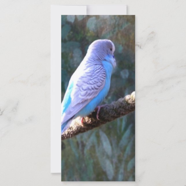 Blue Budgie Bird (Vorderseite)