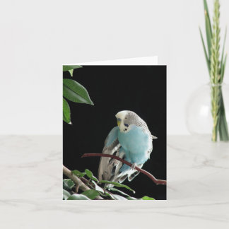 Blue Budgie Grußkarte, Parkett Grußkarte Karte