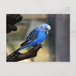 Blue Budgie Postkarte
