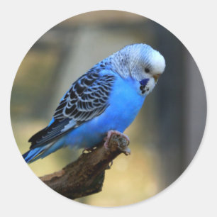 Blue Budgie Runder Aufkleber