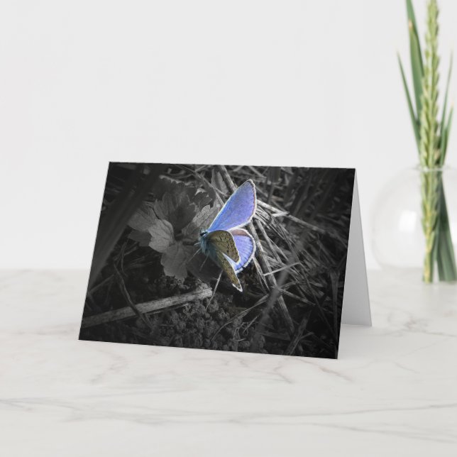 blue butterfly greeting card karte (Vorderseite)