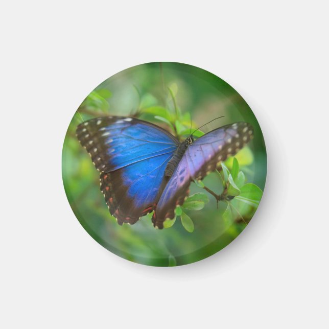 Blue Butterfly Magnet (Vorne)