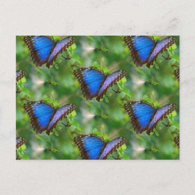 Blue Butterfly Postcard Postkarte (Vorderseite)