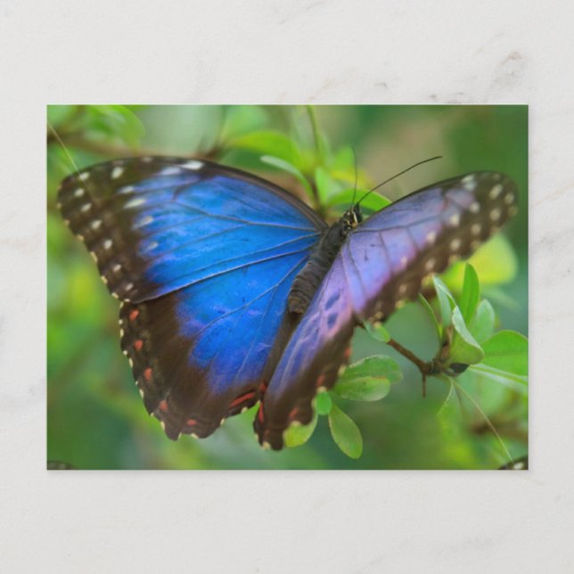 Blue Butterfly Postcard Postkarte (Vorderseite)